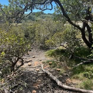 Pre-construction site in coastal bush