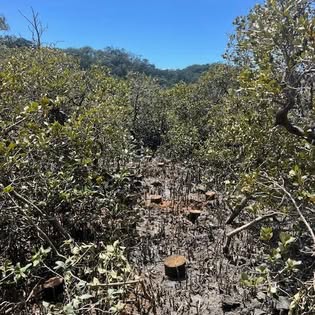 Timber pile foundations being installed in a coastal environment